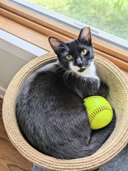Omla -  Tuxedo and Domestic Short Hair Cat for Adoption in Lombard, Illinois - Omla | PetCurious