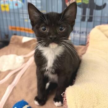 Domestic Short Hair Cats Available for Adoption in Marshall, Virginia - Griffin | PetCurious