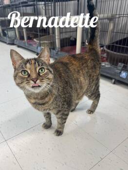Bernadette -  Domestic Short Hair Cat for Adoption in Manistee, Michigan - Bernadette | PetCurious
