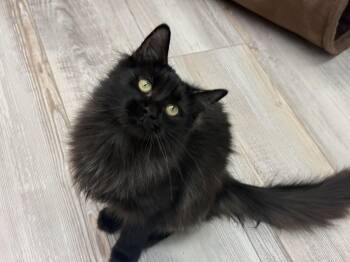 Domestic Long Hair Cats Available for Adoption in Madison, Wisconsin - Adriana  | PetCurious