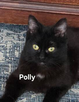 Bombay and Domestic Short Hair Cats Available for Adoption - Polly | PetCurious