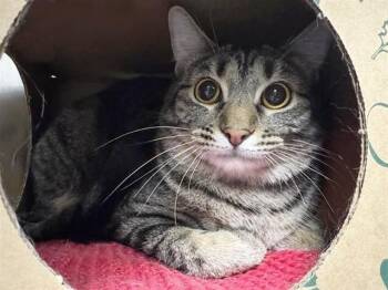 Domestic Short Hair Cats Available for Adoption in Brentwood, Missouri - MICKEY | PetCurious