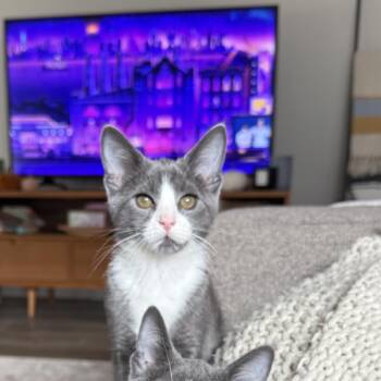 Logan -  American Shorthair Cat for Adoption in Dickson, Tennessee - Logan | PetCurious