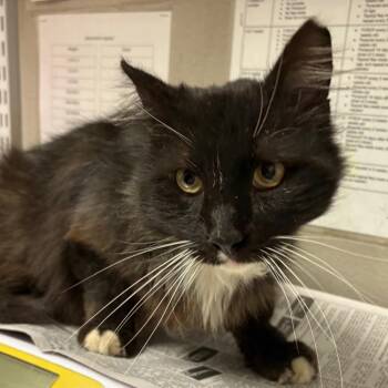 Domestic Short Hair Cats Available for Adoption in Yuma, Arizona - Hamburger | PetCurious