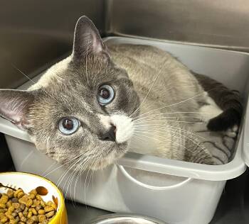 OSCAR (CR/SC) -  Snowshoe and Siamese Cat for Adoption in Sainte-angèle-de-monnoir, Quebec - OSCAR (CR/SC) | PetCurious