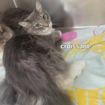 Croissant -  Domestic Medium Hair Cat for Adoption in New York, New York - Croissant | PetCurious