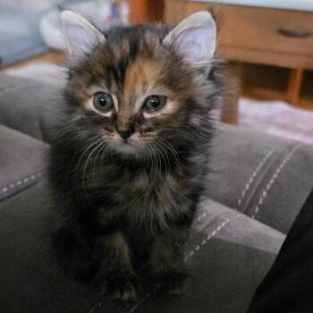 Bubbie -  Domestic Short Hair Cat for Adoption in Normal, Illinois - Bubbie | PetCurious
