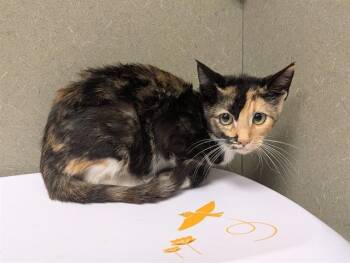 A554182 -  Domestic Short Hair Cat for Adoption in Moreno Valley, California - A554182 | PetCurious