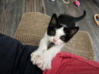 Egg Foo Young -  Domestic Short Hair Cat for Adoption in Fort Lupton, Colorado - Egg Foo Young | PetCurious