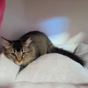 Java -  Domestic Medium Hair Cat for Adoption in Redwood Valley, California - Java | PetCurious