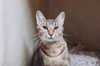 Rescue Domestic Short Hair Cats for Adoption in North Charleston, South Carolina - 87623a Theresa Catputo- Pounce Cat Cafe | PetCurious