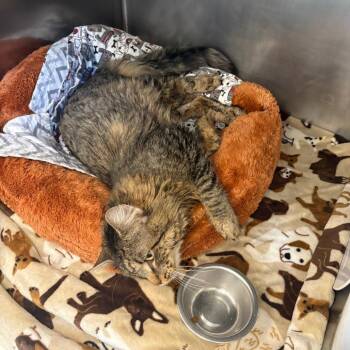 Zinos -  Domestic Long Hair Cat for Adoption in Brockton, Massachusetts - Zinos | PetCurious