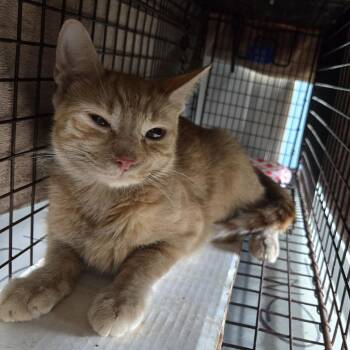 AHNJ-Stray-122211 -  Domestic Short Hair Cat for Adoption in Newark, New Jersey - AHNJ-Stray-122211 | PetCurious