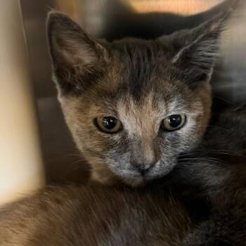 Robin -  Domestic Short Hair Cat for Adoption in Keizer, Oregon - Robin | PetCurious