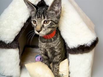 NITA -  Domestic Short Hair Cat for Adoption in Fort Lauderdale, Florida - NITA | PetCurious