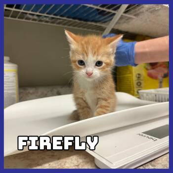 Domestic Short Hair Cats Available for Adoption - Firefly | PetCurious