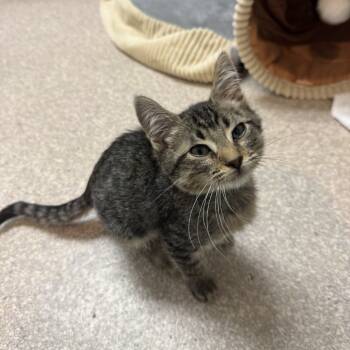 Rescue Domestic Short Hair Cats for Adoption in Buellton, California - Resse | PetCurious