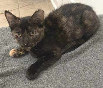 Shyla -  Tortoiseshell and Calico Cat for Adoption in Lafayette, Louisiana - Shyla | PetCurious