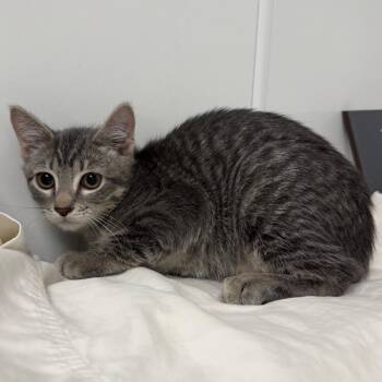Little foot -  Domestic Short Hair Cat for Adoption in West Palm Beach, Florida - Little Foot | PetCurious