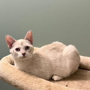 Smokey -  Siamese and Domestic Short Hair Cat for Adoption in Granville, Ohio - Smokey | PetCurious