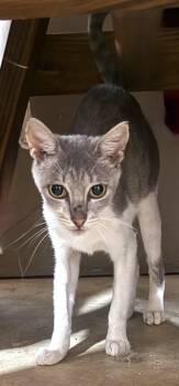 Clickbait -  American Shorthair Cat for Adoption in Long Beach, California - Clickbait | PetCurious
