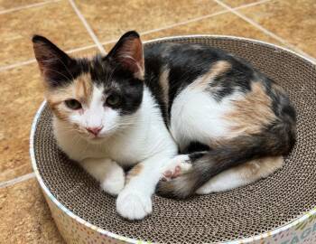 Peggy sue -  Domestic Short Hair Cat for Adoption in Scranton, Pennsylvania - Peggy Sue | PetCurious