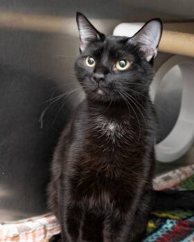 Demmy -  Domestic Short Hair Cat for Adoption in Boone, Iowa - Demmy | PetCurious