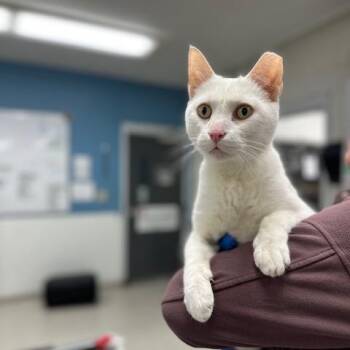 Domestic Short Hair Cats Available for Adoption - Asta | PetCurious