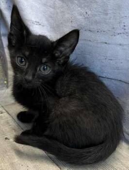 Rescue Domestic Short Hair Cats for Adoption in Shreveport, Louisiana - Pugsley | PetCurious