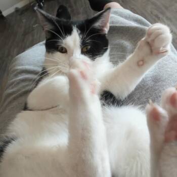 Willow -  Domestic Short Hair Cat for Adoption in Springfield, Missouri - Willow | PetCurious