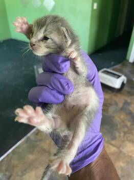 ASPEN -  Domestic Short Hair Cat for Adoption in Palmetto, Florida - ASPEN | PetCurious
