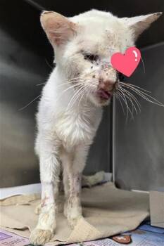 GIBBY -  Domestic Medium Hair Cat for Adoption in San Antonio, Texas - GIBBY | PetCurious