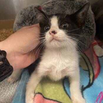 Flygon -  Domestic Short Hair Cat for Adoption in Dickinson, Texas - Flygon | PetCurious