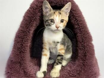 MINDY -  Domestic Short Hair Cat for Adoption in Fort Lauderdale, Florida - MINDY | PetCurious
