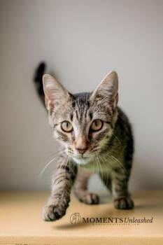 Iceman -  Domestic Short Hair Cat for Adoption - Iceman | PetCurious