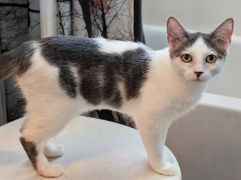 Glenda -  Domestic Short Hair Cat for Adoption in Phoenix, Arizona - Glenda | PetCurious