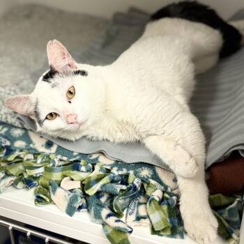 Muddy Buddy -  Domestic Short Hair Cat for Adoption in South Elgin, Illinois - Muddy Buddy | PetCurious