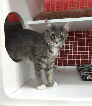 Hondo -  Domestic Short Hair Cat for Adoption in Golden Valley, Arizona - Hondo | PetCurious