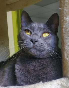 Rescue Domestic Short Hair Cats for Adoption in St. Cloud, Minnesota - Muffet Potatoe Cakes | PetCurious