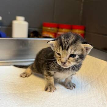 TUSC-Stray-85345_2_3_4_5 -  Domestic Short Hair Cat for Adoption in Tuscaloosa, Alabama - TUSC-Stray-85345_2_3_4_5 | PetCurious