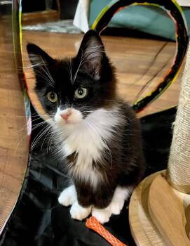 HAN SOLO - Bonded with Chewbacca -  Domestic Medium Hair Cat for Adoption in Fremont, California - HAN SOLO - Bonded With Chewbacca | PetCurious