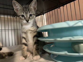 Rescue Domestic Short Hair Cats for Adoption in Sanford, Florida - Apple Pie | PetCurious