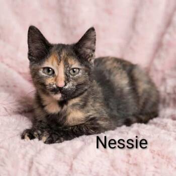 Nessie -  Tortoiseshell Cat for Adoption in Wyandotte, Michigan - Nessie | PetCurious