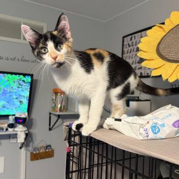 Brylee -  Domestic Short Hair Cat for Adoption in South Lyon, Michigan - Brylee | PetCurious