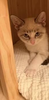 Tabasco -  Siamese and American Shorthair Cat for Adoption in Austin, Texas - Tabasco | PetCurious