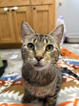 Rescue Domestic Short Hair Cats for Adoption - Porkchop | PetCurious