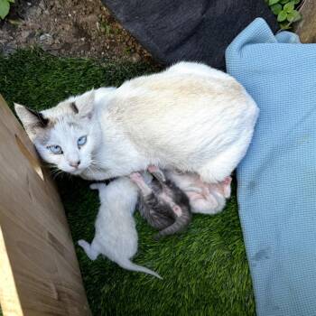 Norris -  Siamese Cat for Adoption in Los Angeles, California - Norris | PetCurious