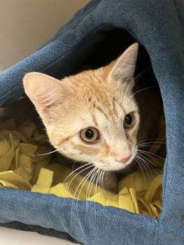 Rescue Domestic Short Hair Cats for Adoption in Rockaway, New Jersey - Figgy RM | PetCurious