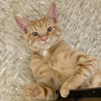 Renny -  Domestic Short Hair Cat for Adoption in Austin, Texas - Renny | PetCurious