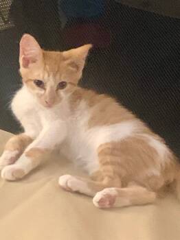 Rescue Domestic Short Hair Cats for Adoption in Danielsville, Georgia - Ezra | PetCurious